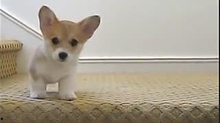 动物吐槽吃瓜视频,揭秘萌宠们的吐槽时刻