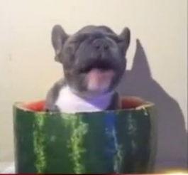 二萌的吃瓜视频在哪看,一网打尽热门内容