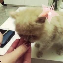 猫咪吃板栗瓜吗会死吗视频,揭秘致命风险