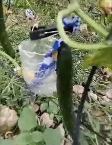 莱芜人吃瓜事件视频大全,视频大全背后的社会现象解析