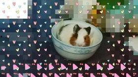 国乒吃瓜 大胖视频