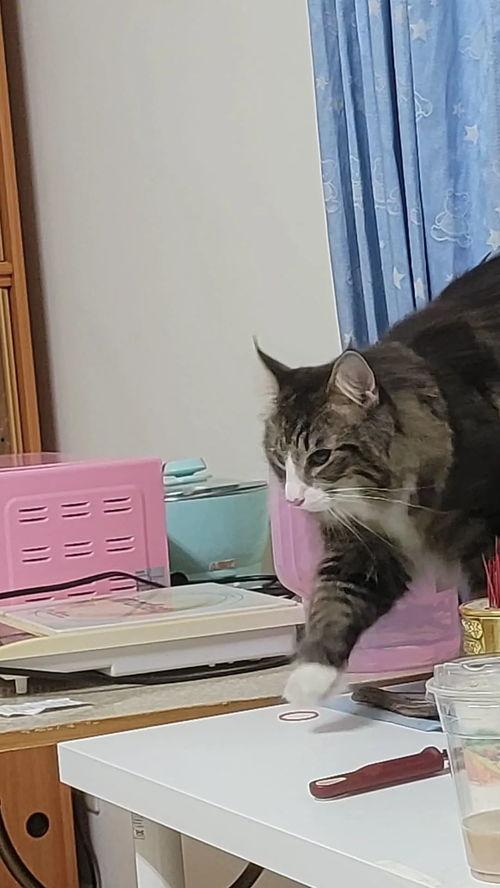 甜猫七七吃瓜视频,揭秘娱乐圈幕后故事