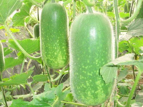 吃瓜神器用法大全视频,轻松解锁视频观看新姿势