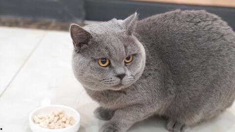 蓝猫吃瓜视频,揭秘娱乐圈幕后故事