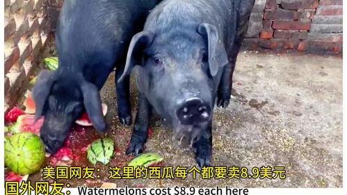 韩国看中国养猪吃瓜视频,中国养猪吃瓜，揭秘中国农村生活新风尚