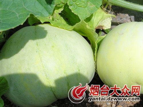 招远最新吃瓜新闻视频,视频揭秘幕后真相