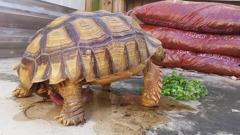 龟龟吃瓜的视频,萌态十足引网友热议